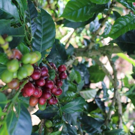 Finca Cafetera El Coral Jardín Exterior foto